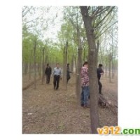 處理占地12-18公分國(guó)槐樹(shù)國(guó)槐林一級(jí)樹(shù)