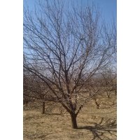 【低價(jià)】出售各種規(guī)格八棱海棠樹,山杏,梨樹