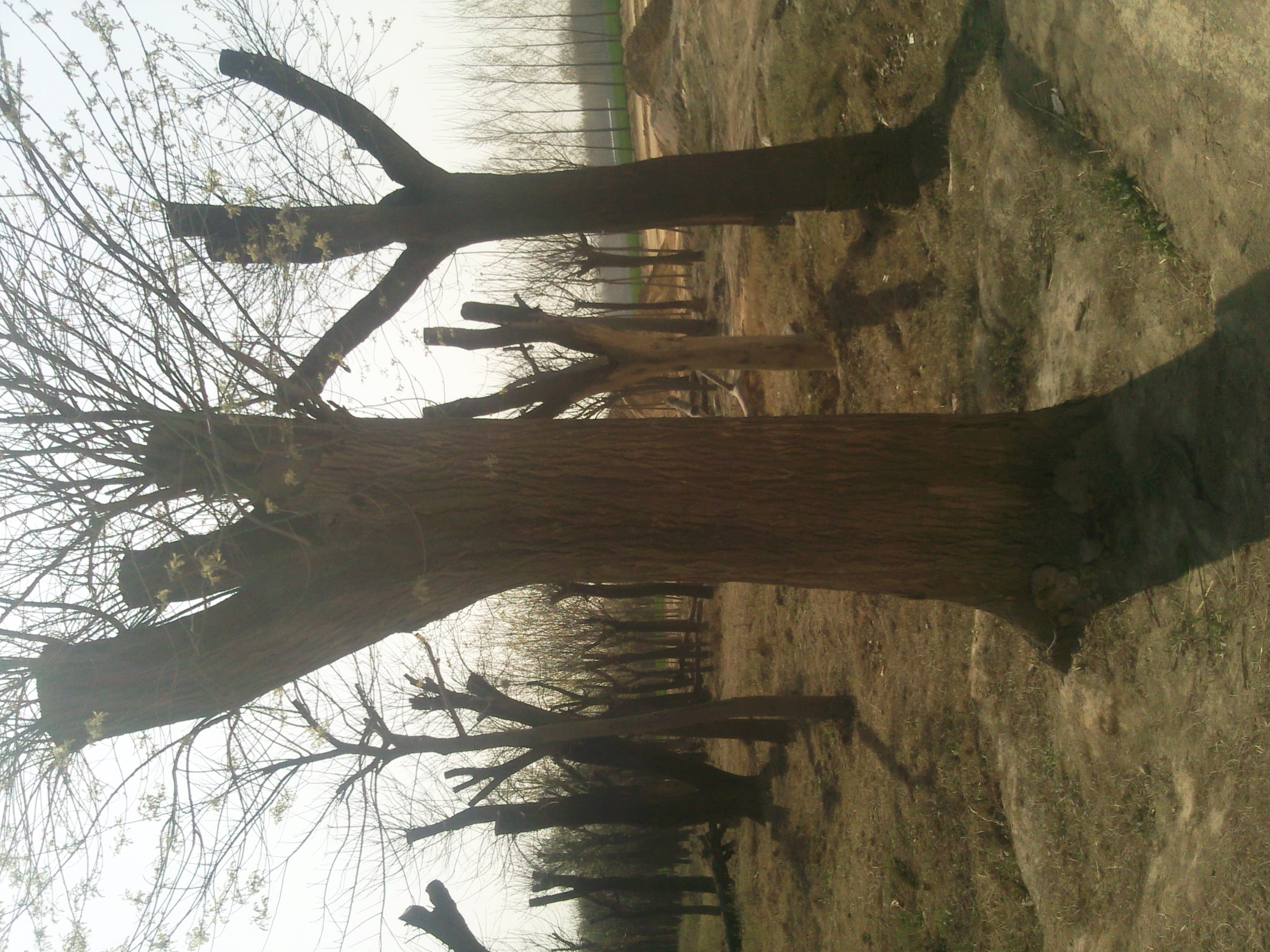 山東的國槐那里便宜櫻花低價出售