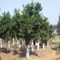 買湖南香櫞香泡找我不吃虧、每車長沙香櫞香泡價格幫您省