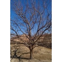 出售八棱海棠樹 樹形好 冠幅大