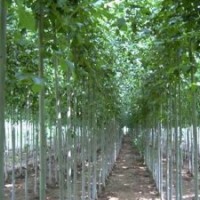 供應(yīng)：速生法桐，法桐小苗，成品樹苗