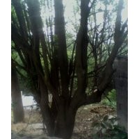 出售綠化樹楓楊 樸樹,草坪 黃連木,臭椿 香椿