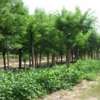 急售國槐 8公分、10公分、12公分、15公分、18公分、20公分、25公