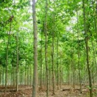 供應(yīng)速生楊