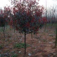 供應(yīng)紅葉石楠樹(shù)