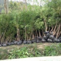 供應(yīng)數(shù)十萬(wàn)株地徑6到12公分的紅豆杉綠化樹(shù)