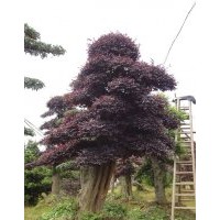 湖南苗木紅花桎木