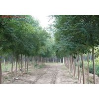 山西《錦源苗圃》 白皮松 油松 側(cè)柏 國槐 刺槐 皂角苗 五角楓 果