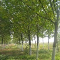 白蠟?zāi)睦镒畋阋?，常青苗木基?/></a>
<div><a href=