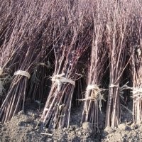 西府海棠數(shù)、北美海棠樹苗、榆葉梅樹苗、