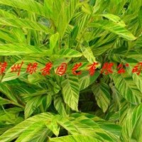 花葉良姜報(bào)價(jià),花葉良姜生產(chǎn)供應(yīng)商,花葉良姜