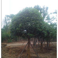 成都/西安苗圃直供精品桂樹！