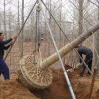 常年供應(yīng)1---60cm的銀杏樹