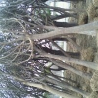 供應(yīng)造型國(guó)槐