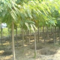 唐山苗木基地供應(yīng)合歡樹(shù)