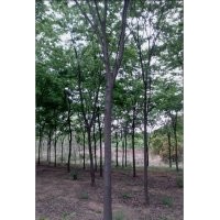 精品紅櫸樹 紅櫸樹價格 句容地之緣苗圃紅櫸樹