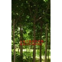 供應(yīng)18 公分白蠟