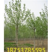 6公分速生法桐濟(jì)寧法桐小苗山東法桐價(jià)格