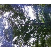供應(yīng)銀杏樹