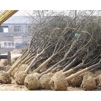 速生國槐貨源一級價格便宜