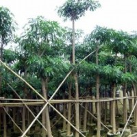 廣東盆架子/福建盆架子/廣西盆架子/廣東花木場(chǎng)