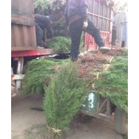 大量側(cè)柏高度10cm—30cm裸根苗