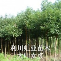 供應(yīng)一年生大葉女貞樹苗女貞小苗