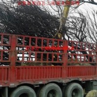 安徽紅葉李價格 安徽--紅葉李供應(yīng)商