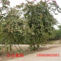 供應(yīng)紅花羊蹄甲