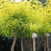 河北大喬木-國槐 垂柳 五角楓 黃皮垂柳 速生柳