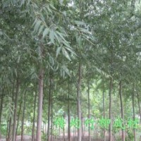 傳均竹柳歡迎你實地考察參觀