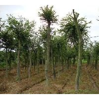 大量供應(yīng)句容樸樹(shù)