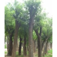 供應(yīng)25公分國槐-科學(xué)種植-國槐基地