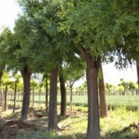 供應(yīng)大規(guī)格國槐-國槐種植園-國槐價(jià)格