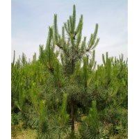 原生國槐，帶帽國槐，蘋果苗，核桃苗