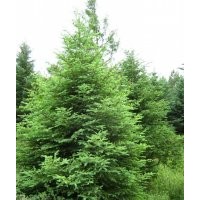 供應(yīng)樟子松/毛白楊/紫葉矮櫻/香花槐/核桃苗/核桃樹