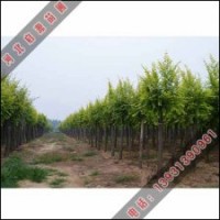 種植金葉榆的市場(chǎng)價(jià)值