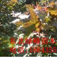 蒙古櫟苗 蒙古櫟種子，蒙古櫟苗價(jià)格，吉林蒙古櫟