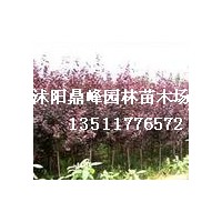 低價(jià)拋售:蜀檜,西湖海棠,櫻花,紅葉李,紅王子錦帶,紫荊