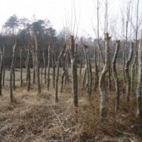 湖北全冠骨架移植三角楓