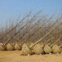 低價(jià)出售銀杏樹