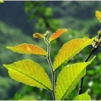 榆樹苗，元寶楓，垂柳，紅葉李，紫葉李，杜仲苗，五角楓，國槐