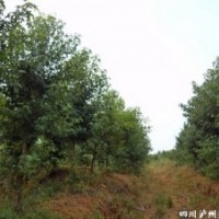 重慶美國紅楓，美國紅楓價(jià)格，瀘州美國紅楓