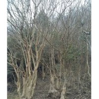 供應(yīng)成年大公分紫薇，日本櫻花，香樟