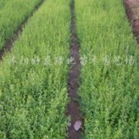 供應 廣玉蘭、白玉蘭、紫玉蘭、黃玉蘭、銀杏、法桐