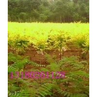 專營(yíng)金葉榆 金葉榆苗 5公分金葉榆 3公分金葉榆