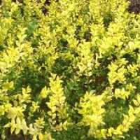 供應 櫸樹、高桿女貞、櫻花、紫荊、紫薇