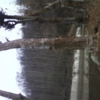 湖北三角楓|三角楓價(jià)格|移栽三角楓供應(yīng)