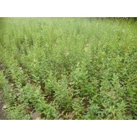 大葉女貞小苗經(jīng)銷商50公分高大葉女貞苗大葉女貞苗價(jià)格